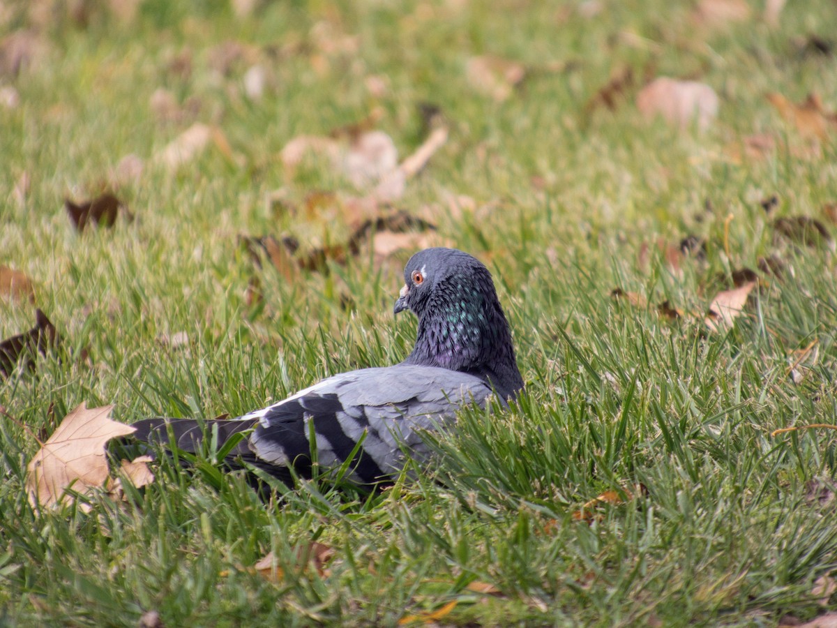 holub skalní (domácí) - ML646142679