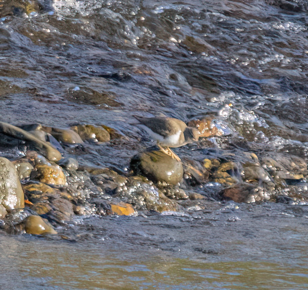 pisík americký - ML646142680