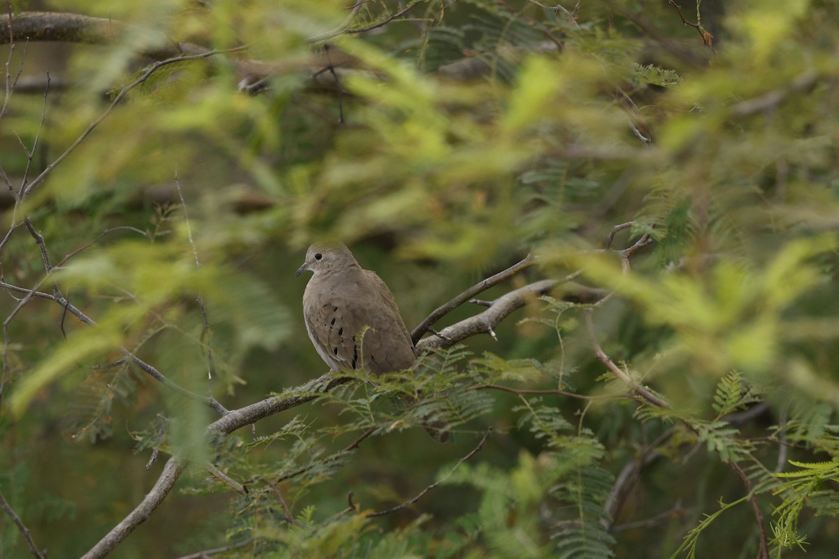 holoubek skořicový - ML646142681