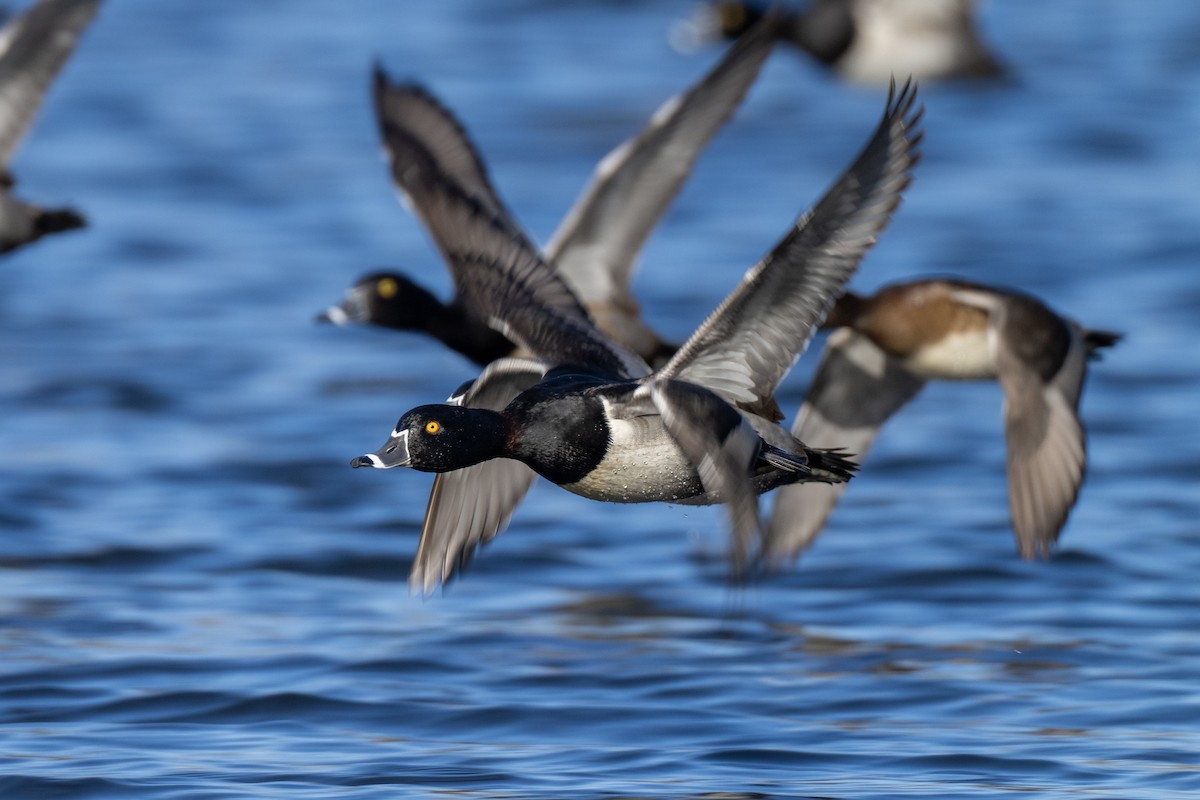 polák proužkozobý - ML646142682