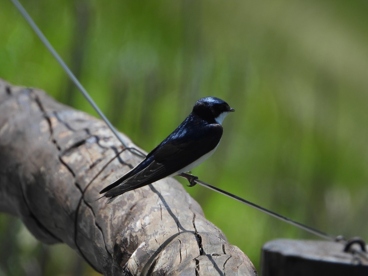 vlaštovka modrobílá - ML646142683