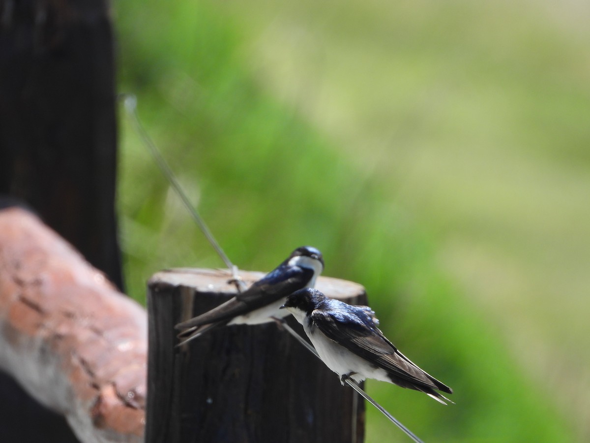 vlaštovka modrobílá - ML646142684