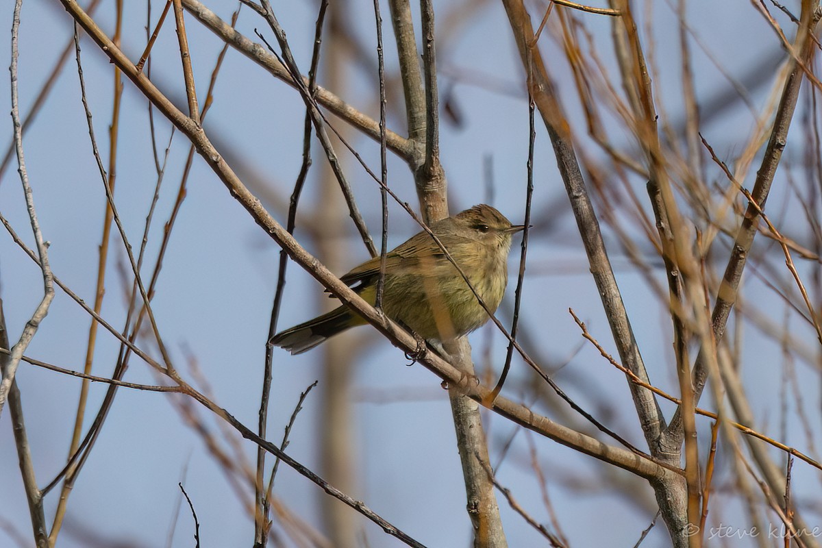 lesňáček bažinný - ML646142685