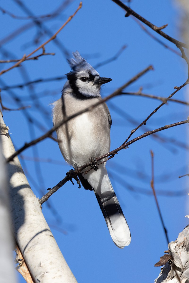 Blue Jay - ML646142686