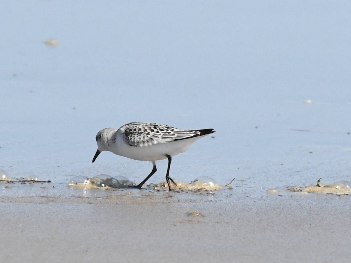 jespák písečný - ML646142689