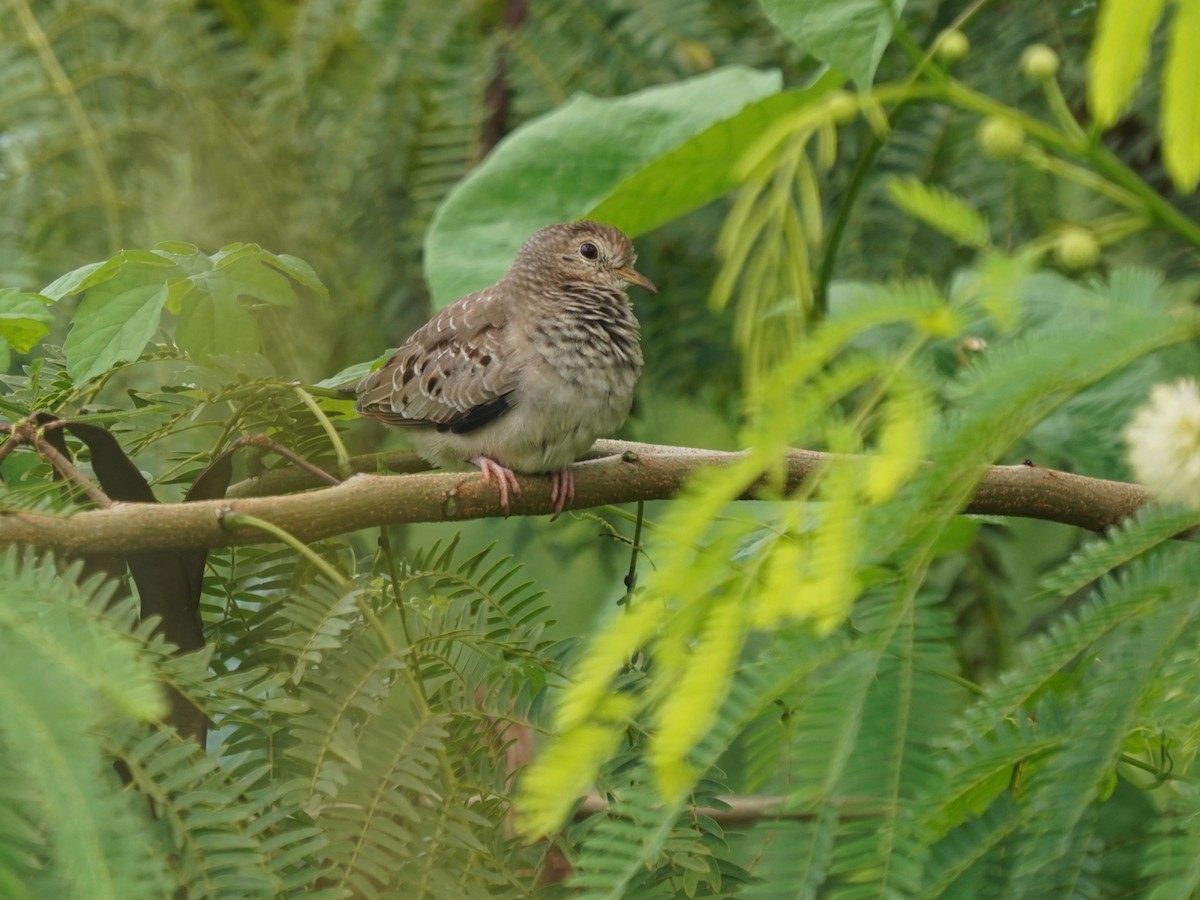 holoubek vrabčí - ML646142690