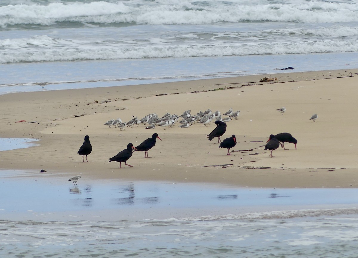 ústřičník jihoafrický - ML646142691