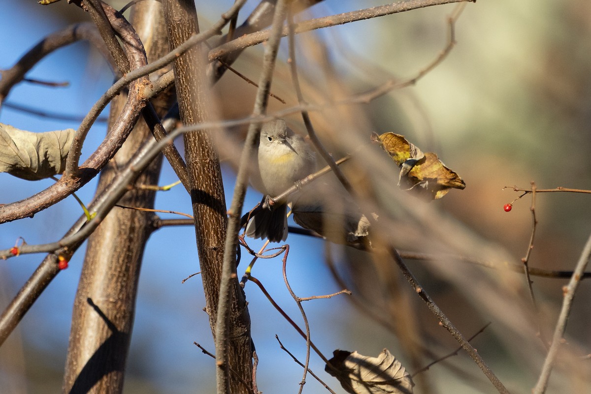 Virginia's Warbler - ML646142692
