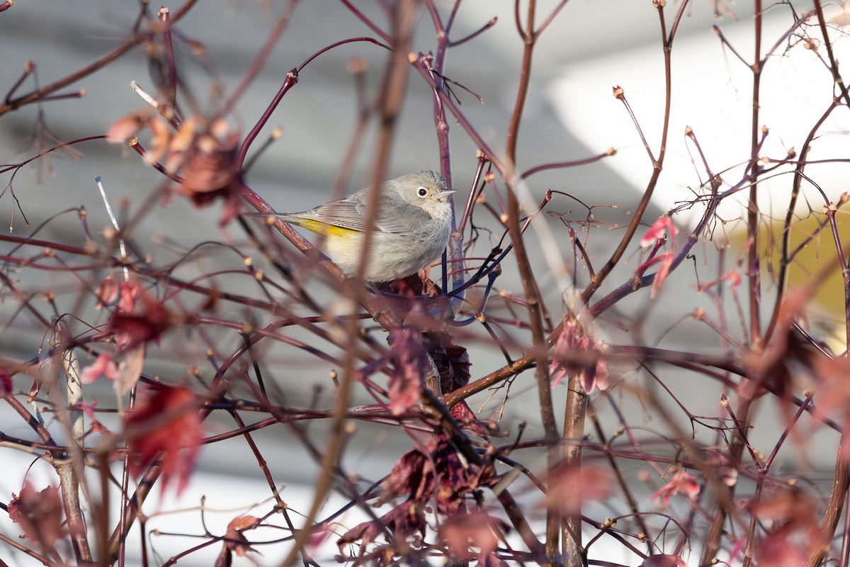 Virginia's Warbler - ML646142693