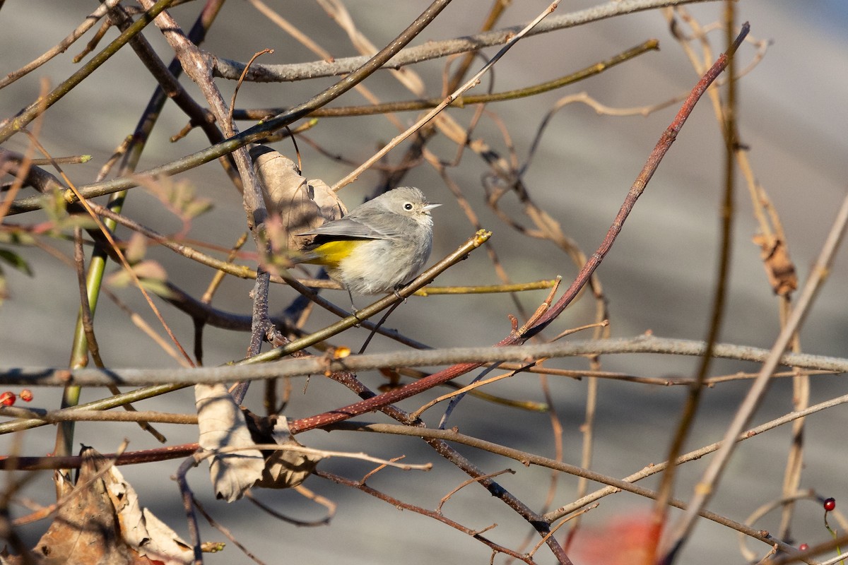 Virginia's Warbler - ML646142694