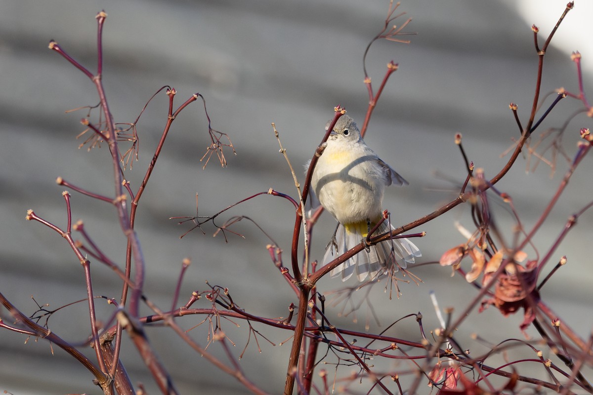 Virginia's Warbler - ML646142695