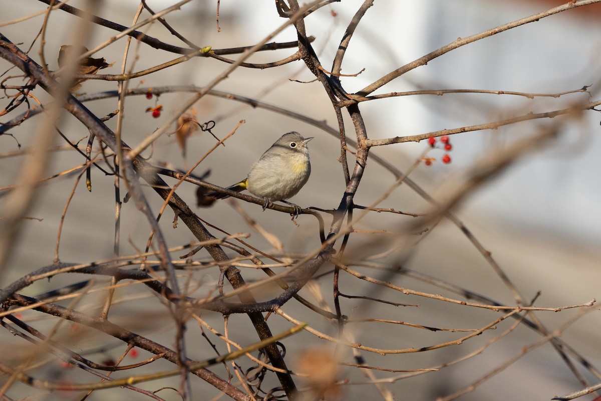 Virginia's Warbler - ML646142696
