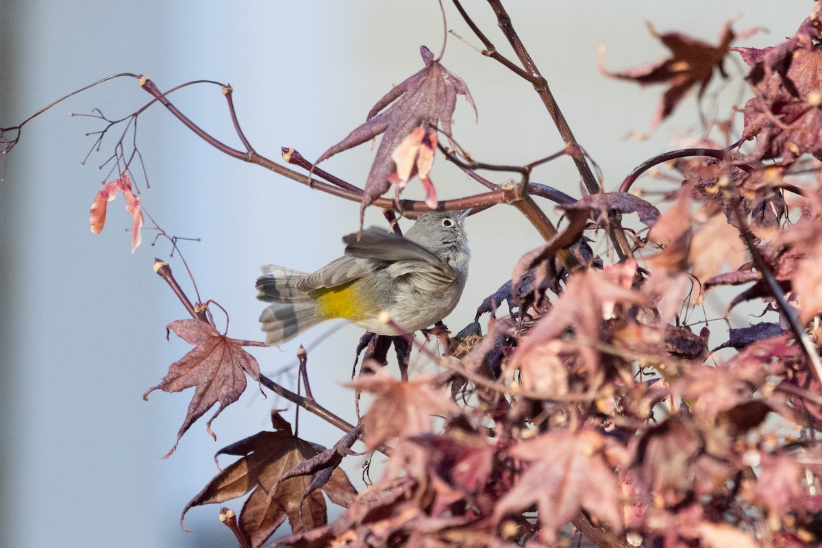 Virginia's Warbler - ML646142697