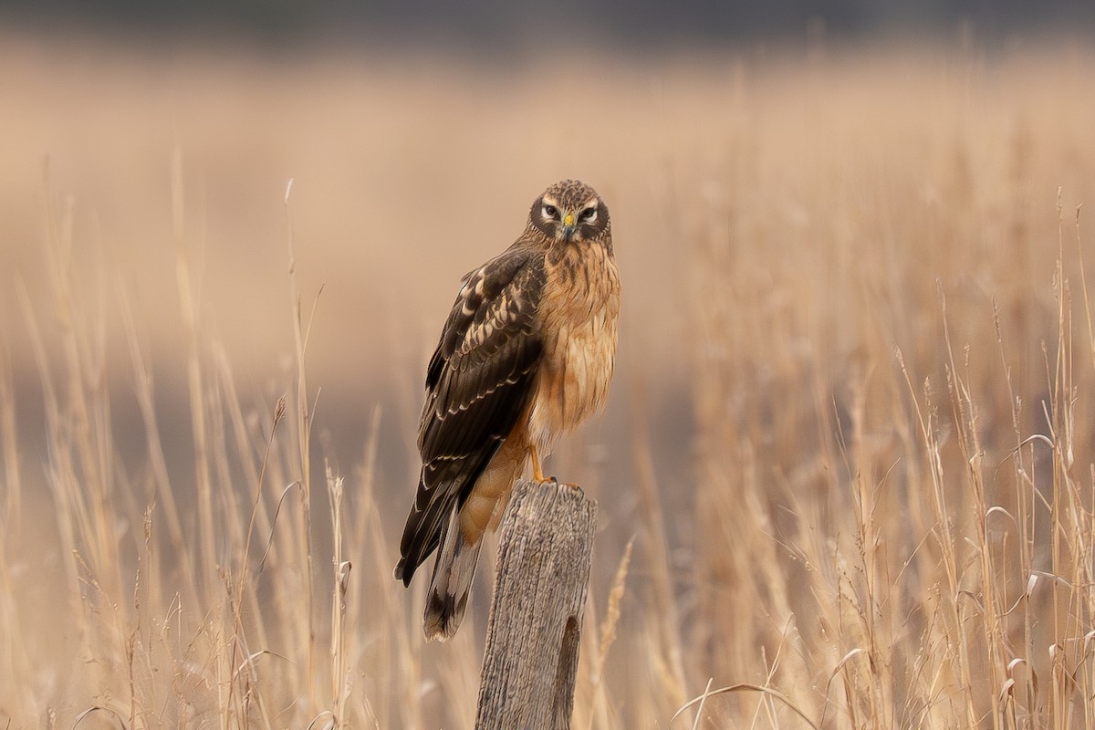 moták severoamerický - ML646142698