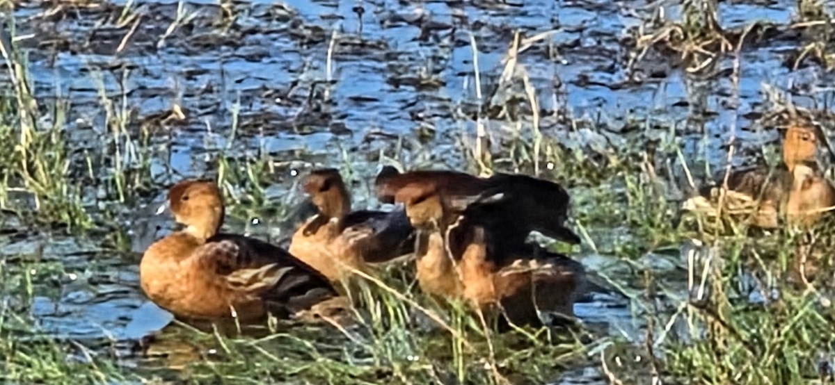 husička bažinná - ML646142699