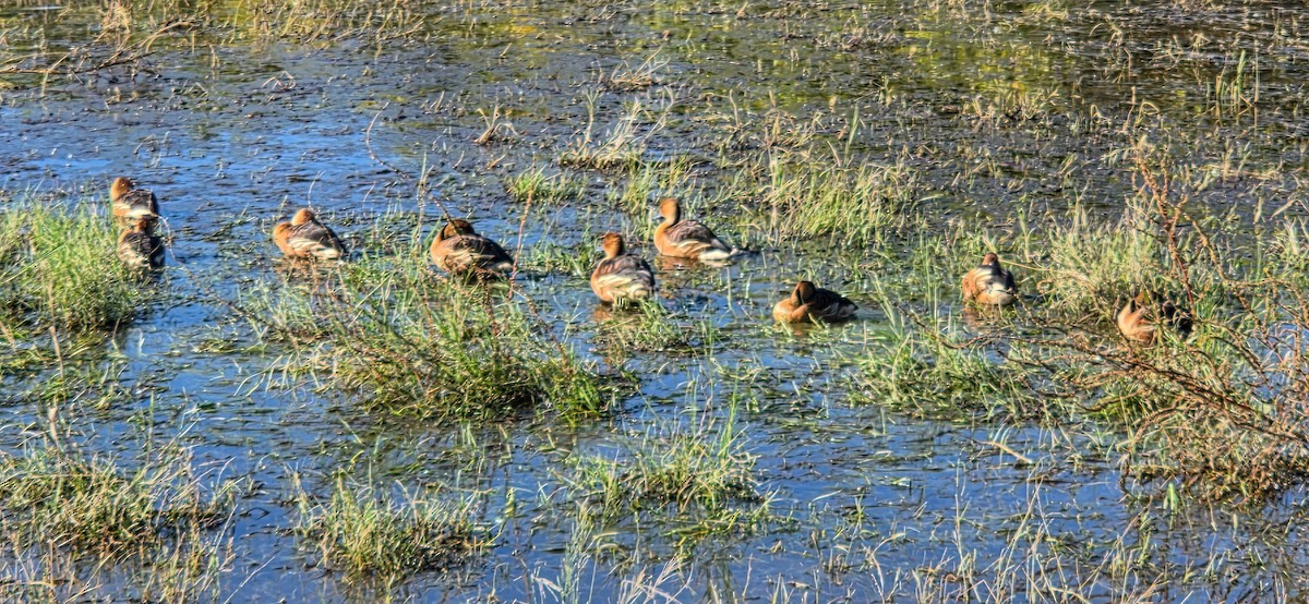 husička bažinná - ML646142700