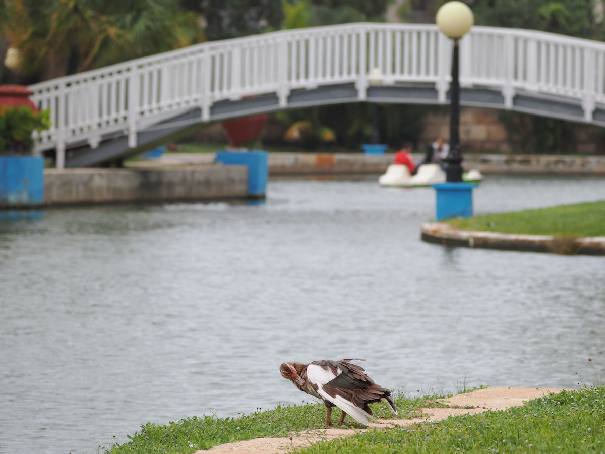 pižmovka americká (domestikovaná) - ML646142701