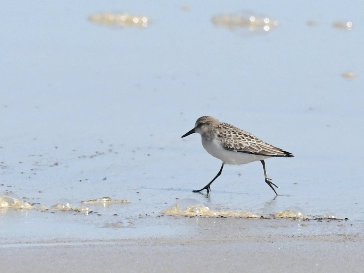 jespák srostloprstý - ML646142702