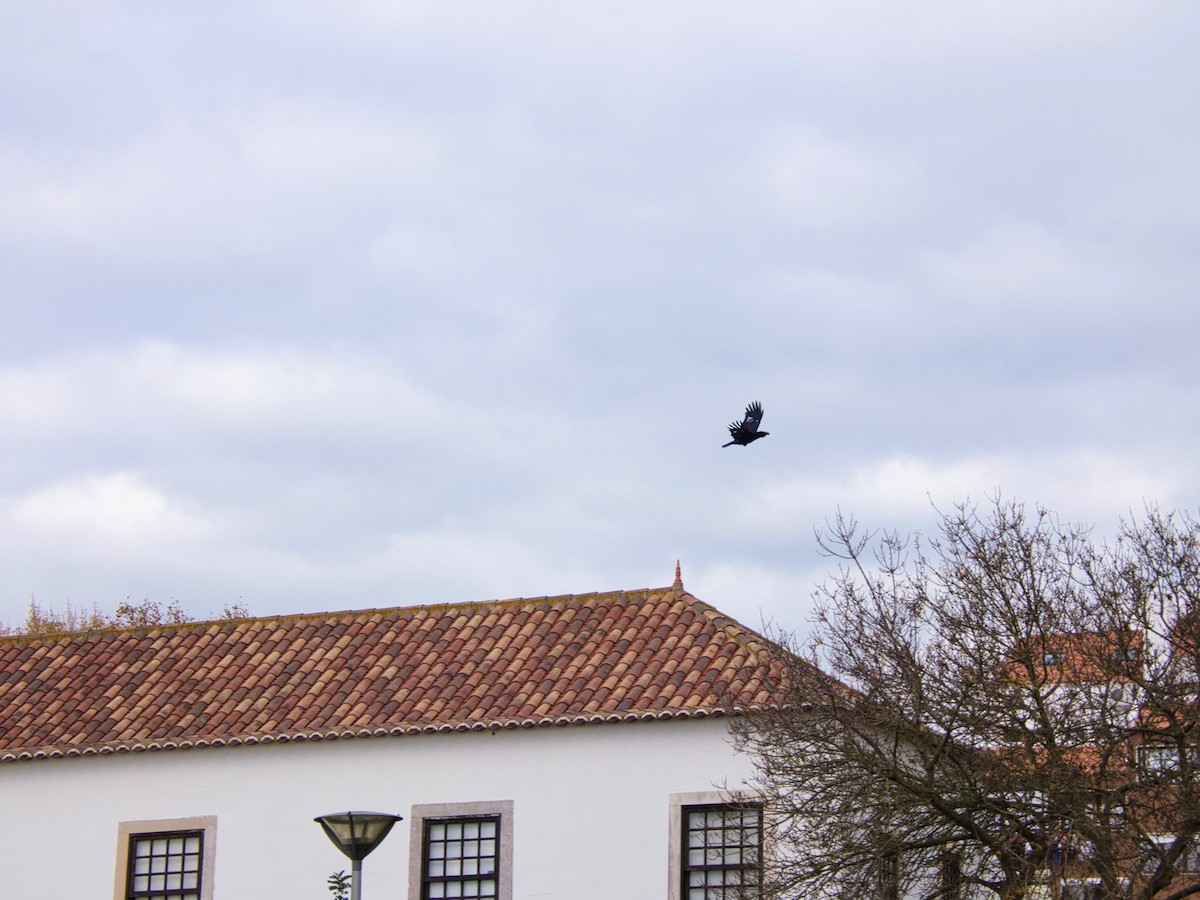 vrána černá - ML646142704