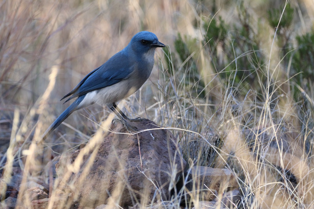 Mexican Jay - ML646142705