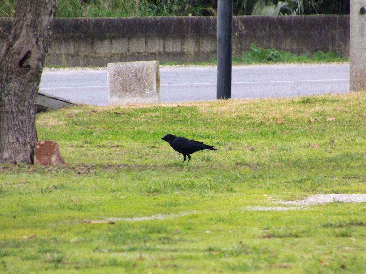 vrána černá - ML646142706