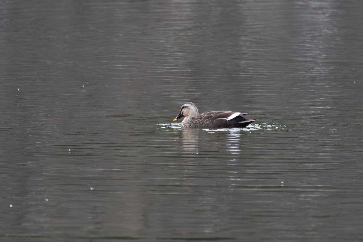kachna čínská - ML646142707