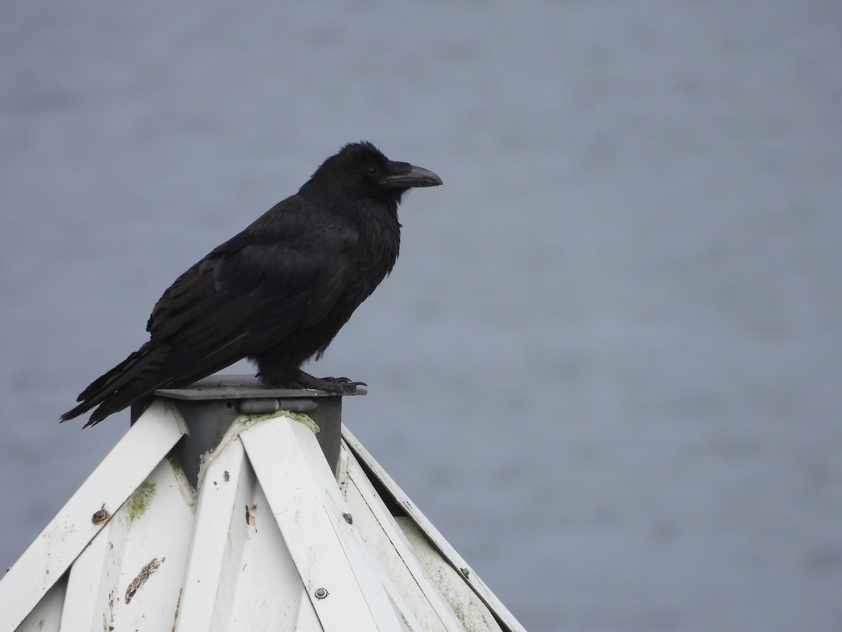 Common Raven - ML646142708