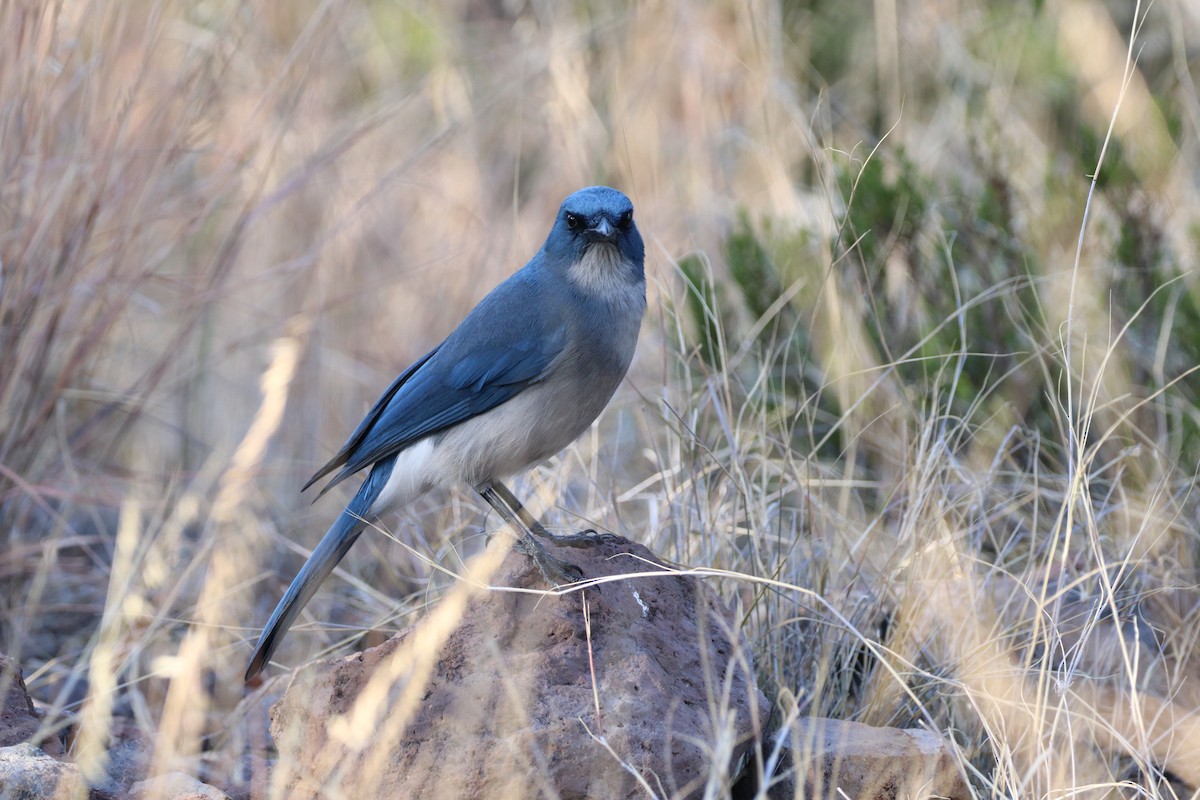 Mexican Jay - ML646142711