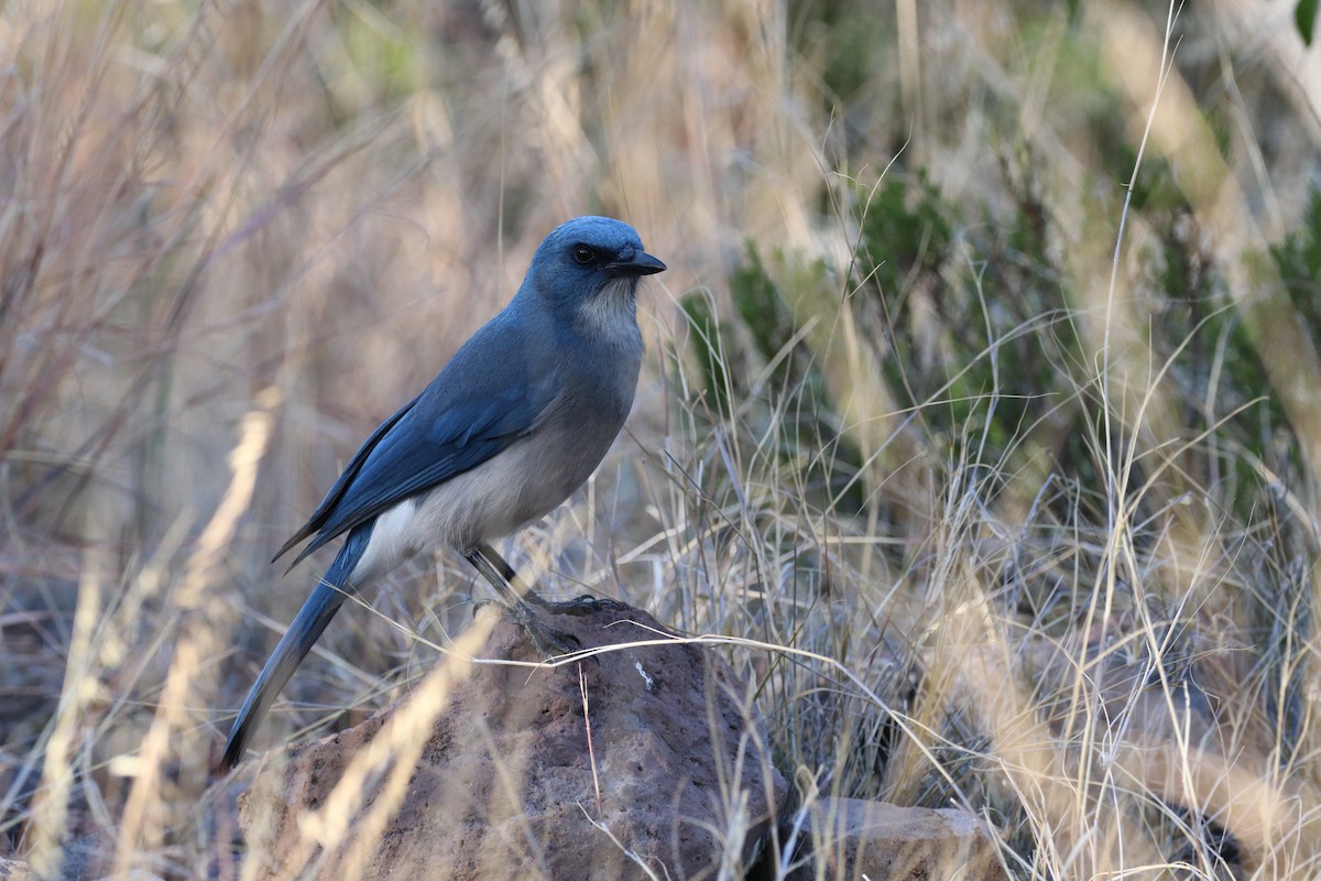 Mexican Jay - ML646142715
