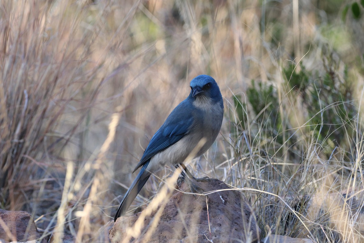 Mexican Jay - ML646142730