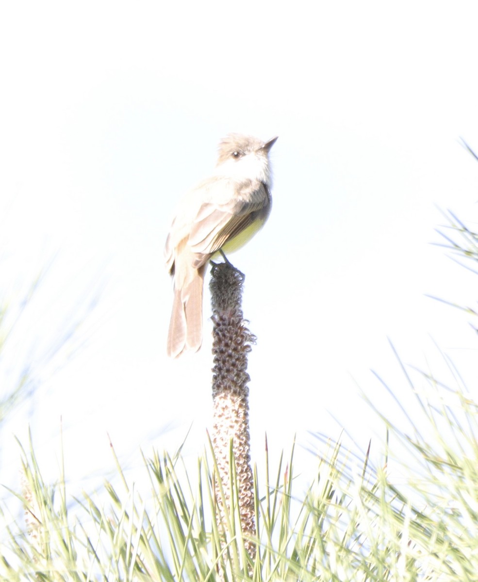 Dusky-capped Flycatcher - ML646142741