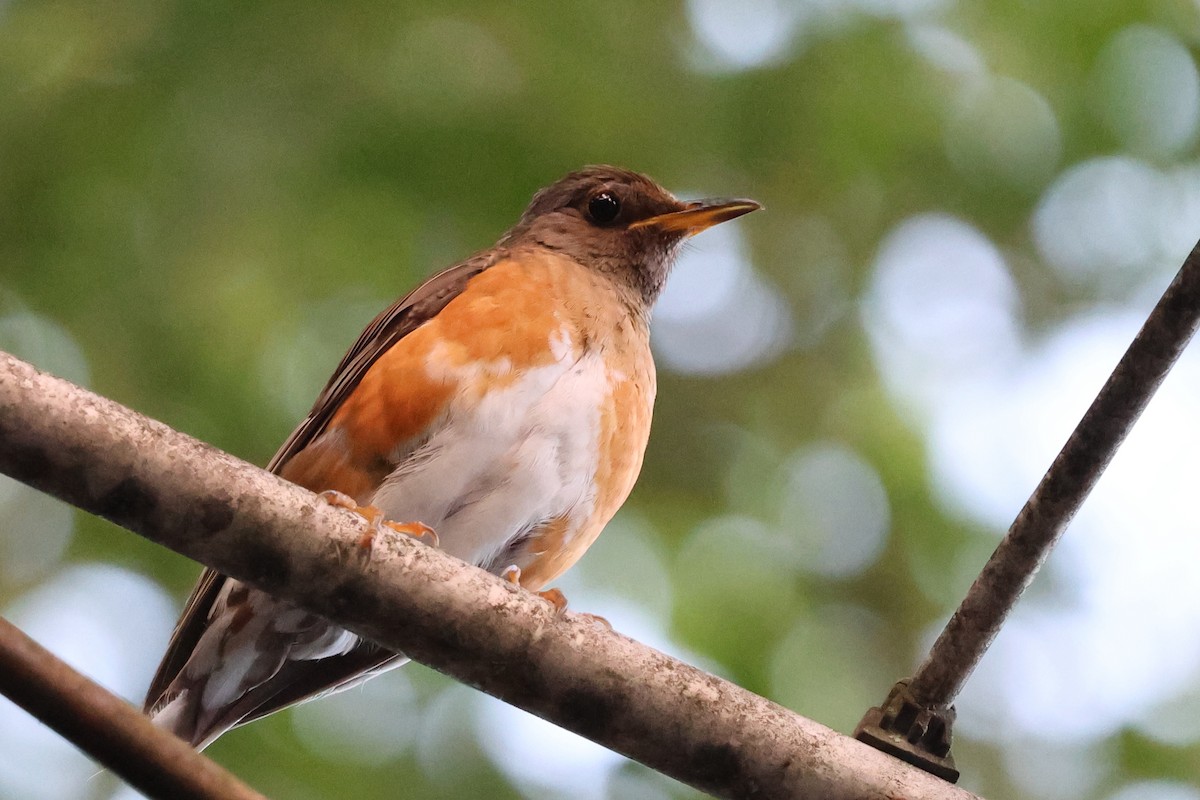 Brown-headed Thrush - ML646142742
