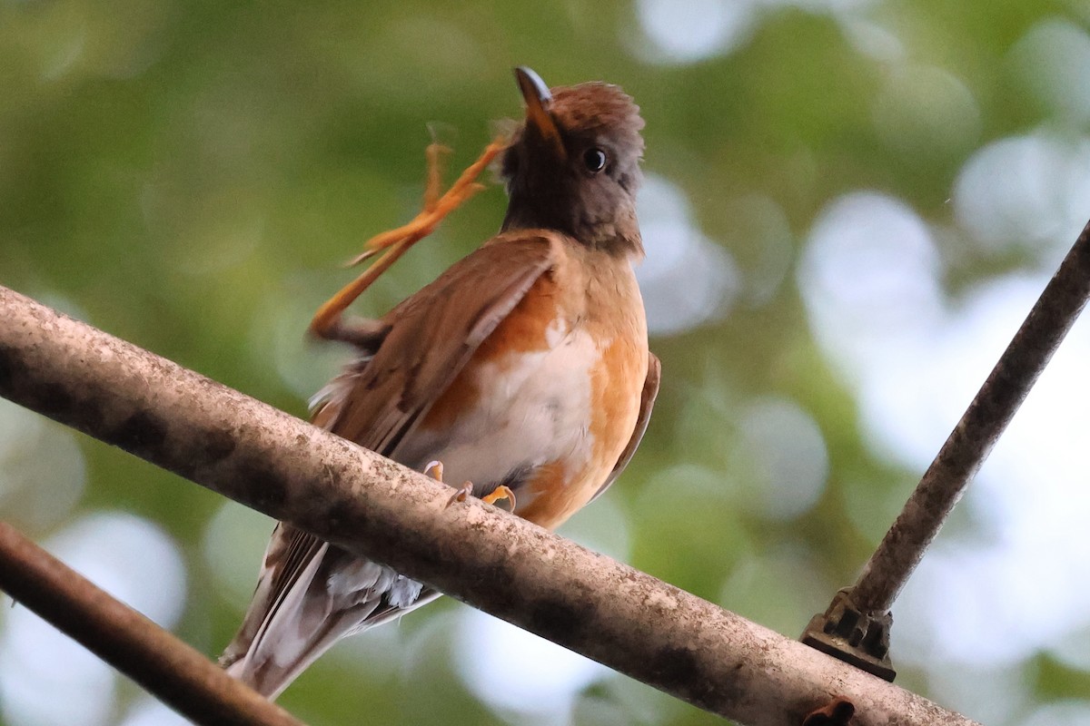 Brown-headed Thrush - ML646142744