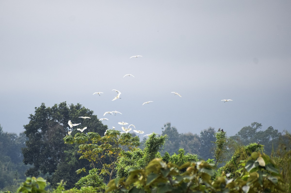 volavka bílá - ML646142752