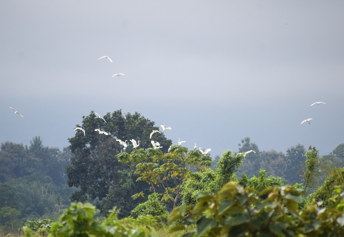 volavka bílá - ML646142753