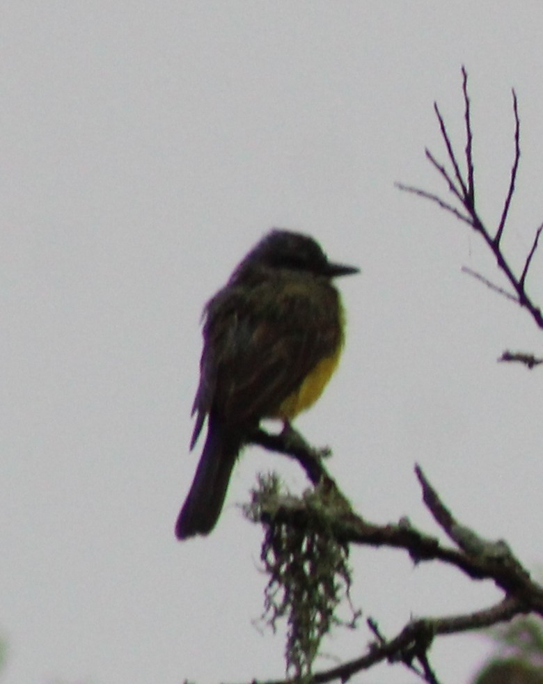Couch's Kingbird - ML646142756