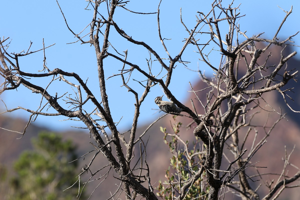Ladder-backed Woodpecker - ML646142760
