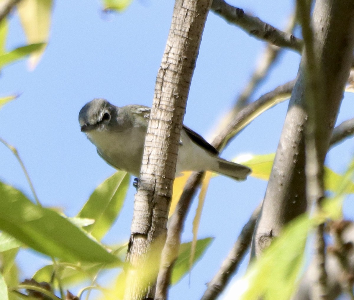 Plumbeous Vireo - ML646142763