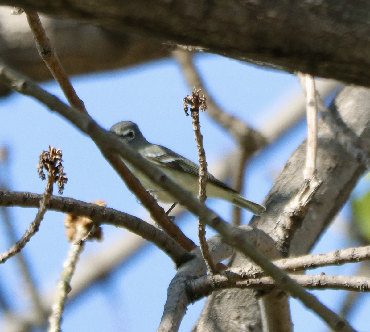 Plumbeous Vireo - ML646142764