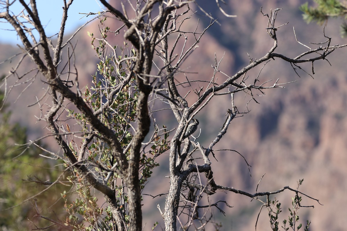Ladder-backed Woodpecker - ML646142772