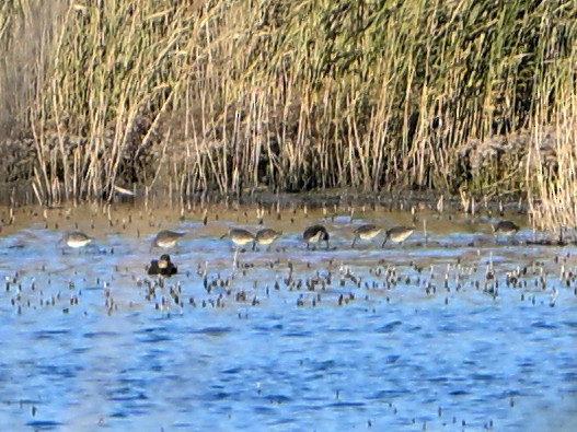 Long-billed Dowitcher - ML646142773