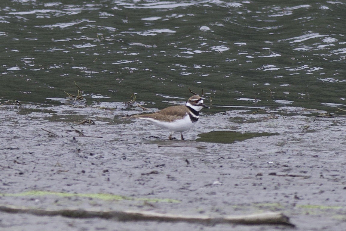 kulík rezavoocasý - ML646142774