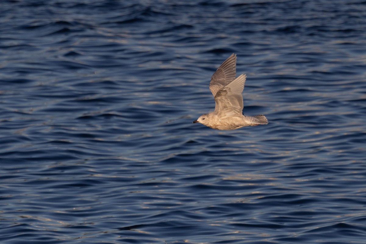 Iceland Gull (kumlieni) - ML646142776