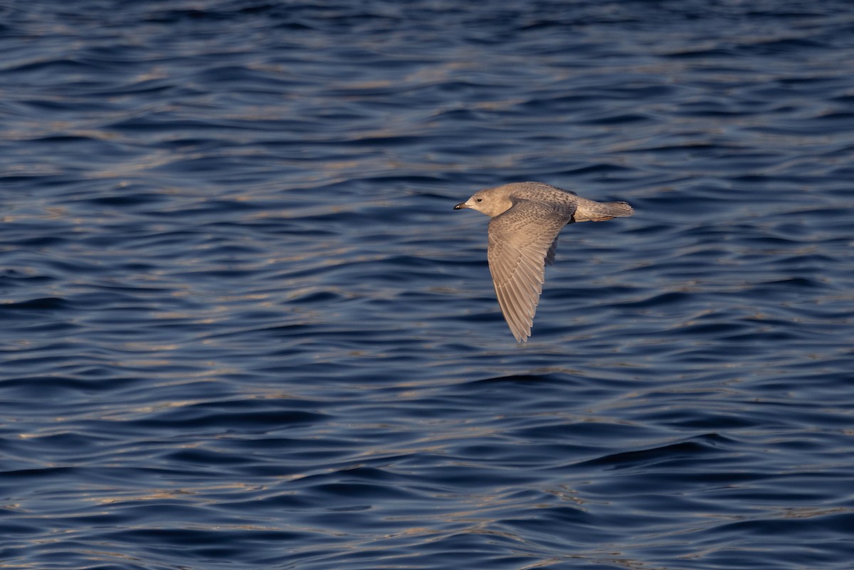 Iceland Gull (kumlieni) - ML646142777
