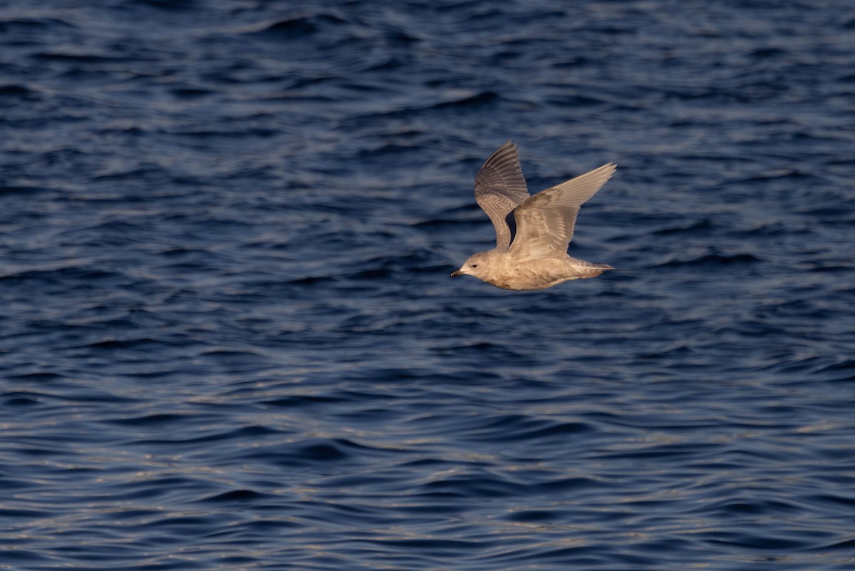 Iceland Gull (kumlieni) - ML646142778