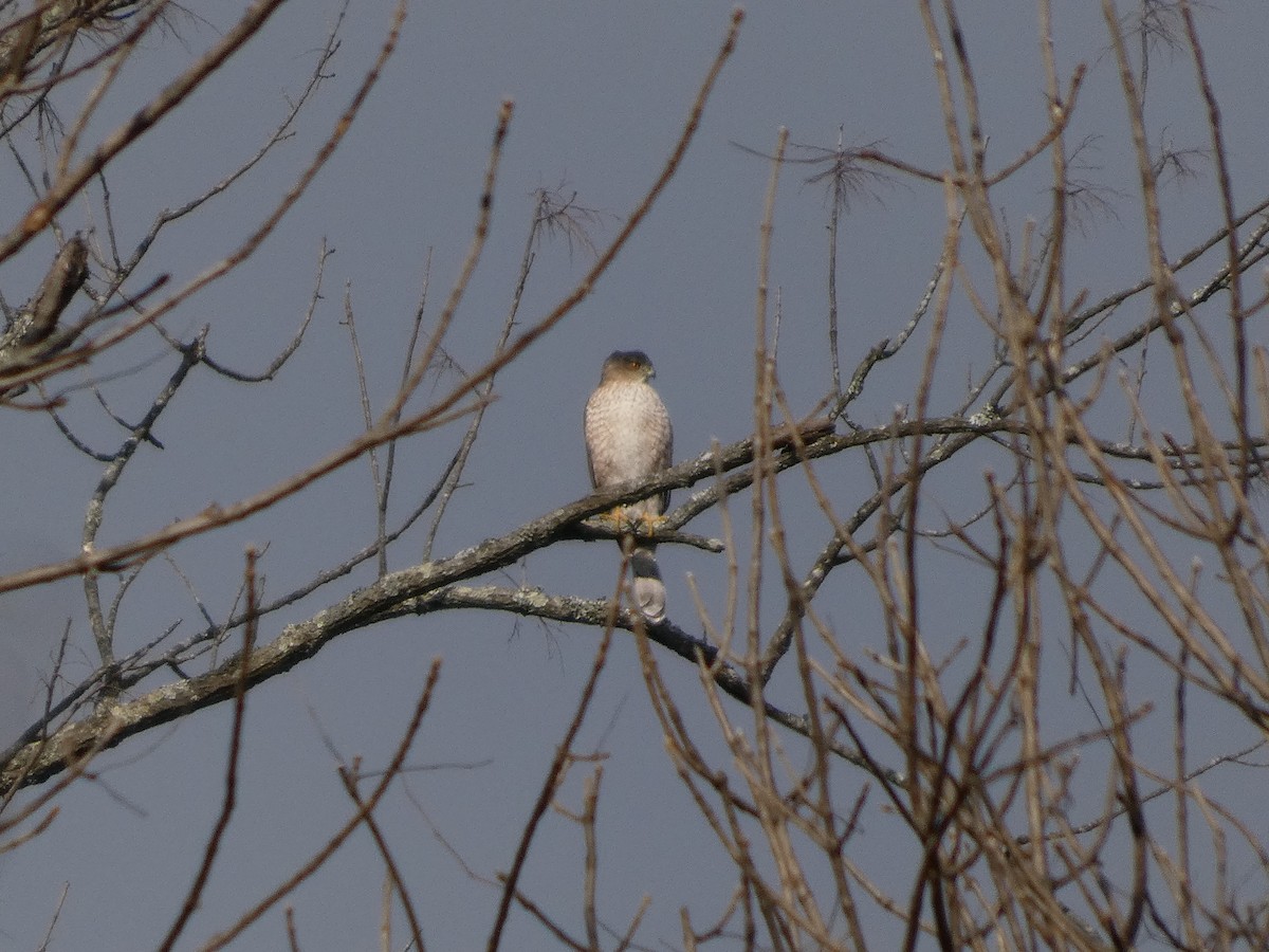 Cooper's Hawk - ML646142780