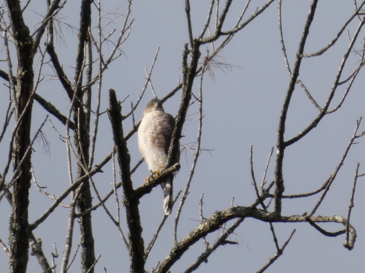 Cooper's Hawk - ML646142782