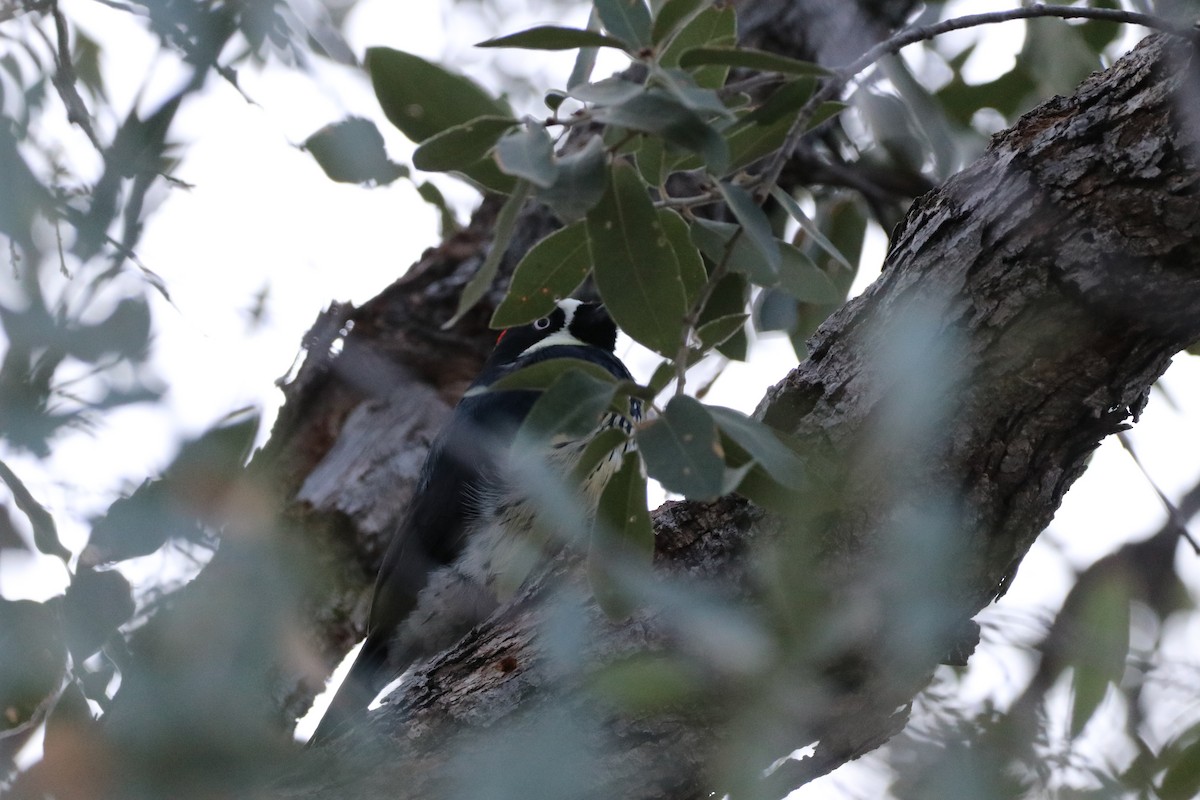 Acorn Woodpecker - ML646142783