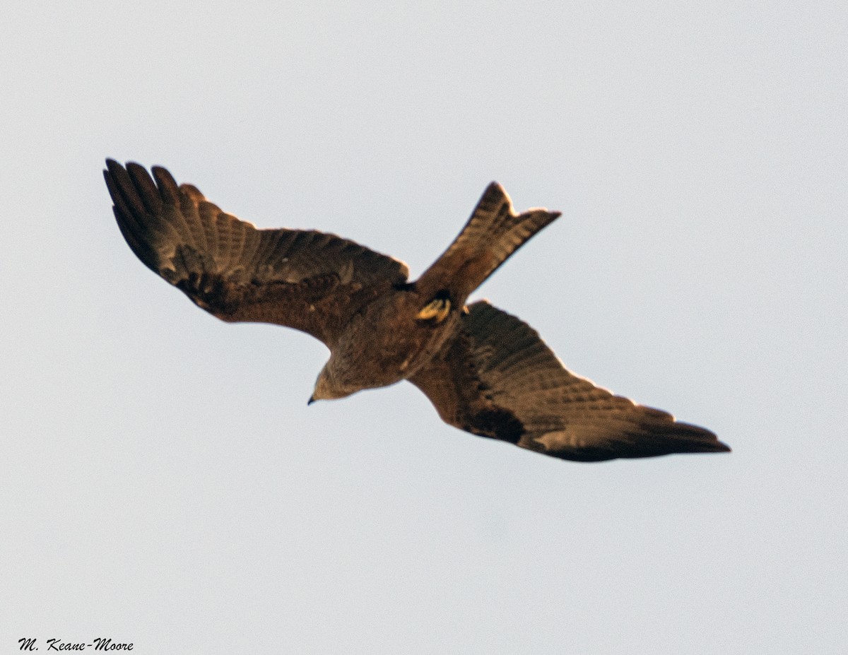 luňák hvízdavý - ML646142788