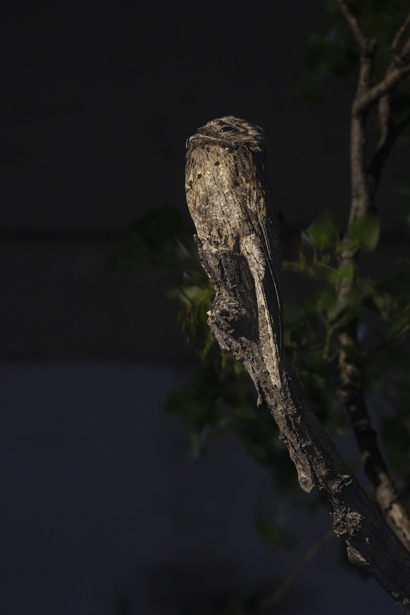 Common Potoo - ML646142789